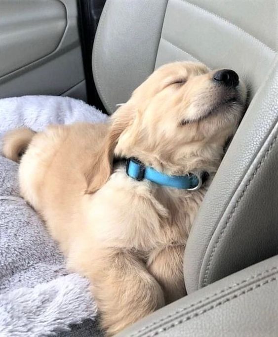 dogssaveworld's tweet photo. So cute puppy 🐶🥰 https://t.co/Xd6gneAtG3