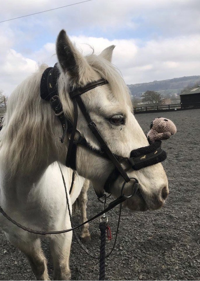 Today is #dayofthehorse ❤️🐴 so here’s Harvey the Horse 🐴 meeting a #horse friend on his #adventure 
-
 Catch up on past #stories here: outwithanimals.wordpress.com
-
#charity #children #story #storytime #storytelling #childrensstory #childrenscharity #outwithanimals #volunteer