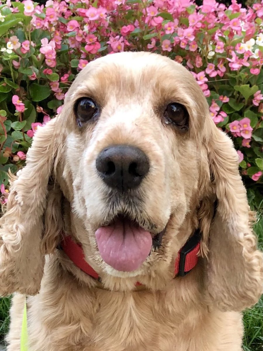 Mercy 🇺🇸🙏✝️ 🐾 tweet media