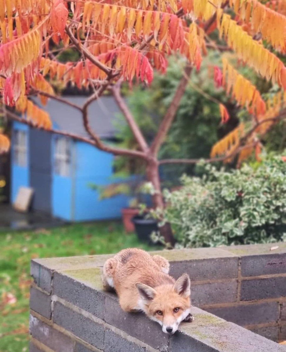 Fiery foliage and fur , shared by @sarahreestv for your #FoxOfTheDay