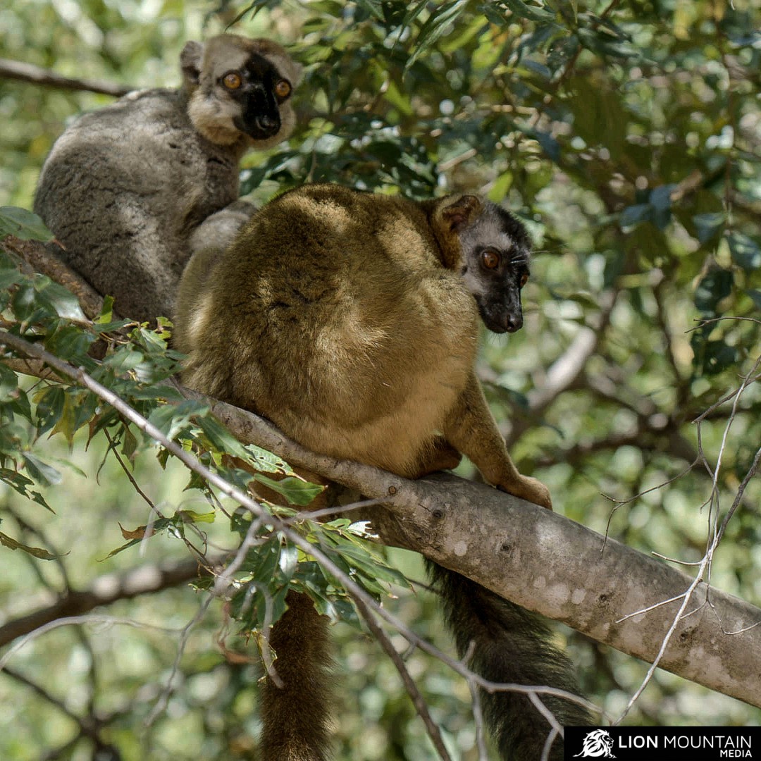 Exploring Madagascar's Marvels with the Red-Fronted Lemur. 🇲🇬💖 #RedFrontedLemur #MadagascarMagic #WildlifeAdventure #lionmountaintv  #LemurLove #NaturePhotography #ExploreMadagascar #WildlifeConservation #NatureLovers #TravelMadagascar #DiscoverWildlife