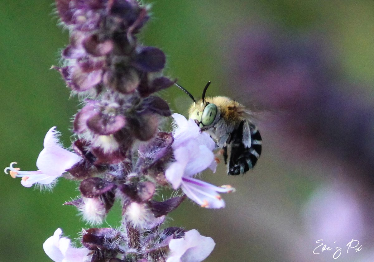 EveInOz's tweet photo. Australian native #BlueBandedBee 🐝🪻🐝#bees #ILoveBees #SaveTheBees #NaturePhotography #Australia #InMyGarden https://t.co/oCWCAF8uu7