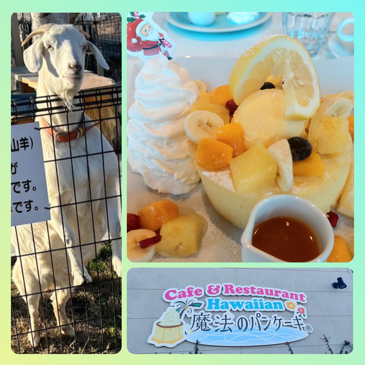 息子とパンケーキデート♡
母の行きたいお店に付き合ってくれ、コーヒー飲んでる間に外にいたやぎの写真送ってくれる大学生息子🥰彼女いないんだな…笑