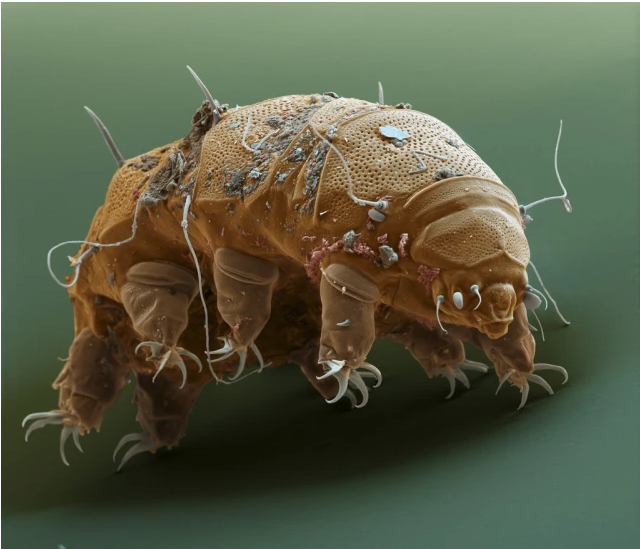 Friendly reminder: You have eaten MILLIONS of Tardigrades in your lifetime... so don't get uppity with me!