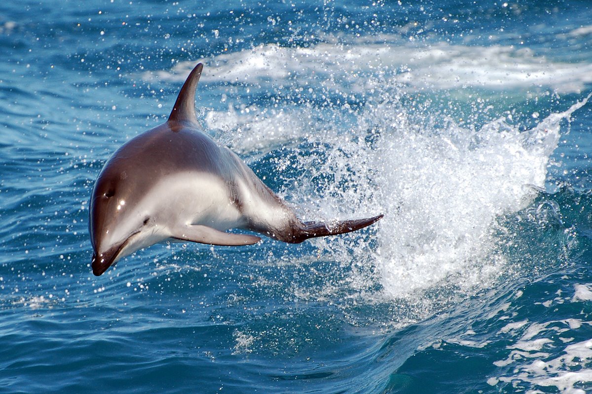 Still one of my all-time favourite shots of a Dusky dolphin ❤️

#dusky #duskydolphins #dolphin #kaikoura #dolphinencounter #dolphinencounterkaikoura #aotearoa #newzealand #ocean #wilddolphins #wildlife #dolphinwatching #wildlifephotography #travel #wanderlust