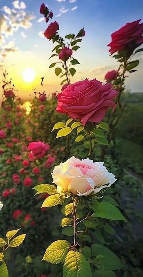 @Karinamorel13 Happy Wednesday Karina🌞🌸🍀🌻🌺💐🌹😊🌹🌸🌞