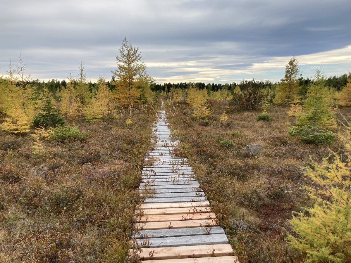 🎅#Day5 #AdventCalendar #PEATmas 🎅 📷@MelinaGuene 'Sphagnum-dominated peatland was restored using the Moss Layer Transfer Technique (MLTT) almost 25 years ago by the Peatland Ecology Research Group (PERG) and the Canadian peat industry'. Link to buy: peatecr.com/contact-us2/pe…