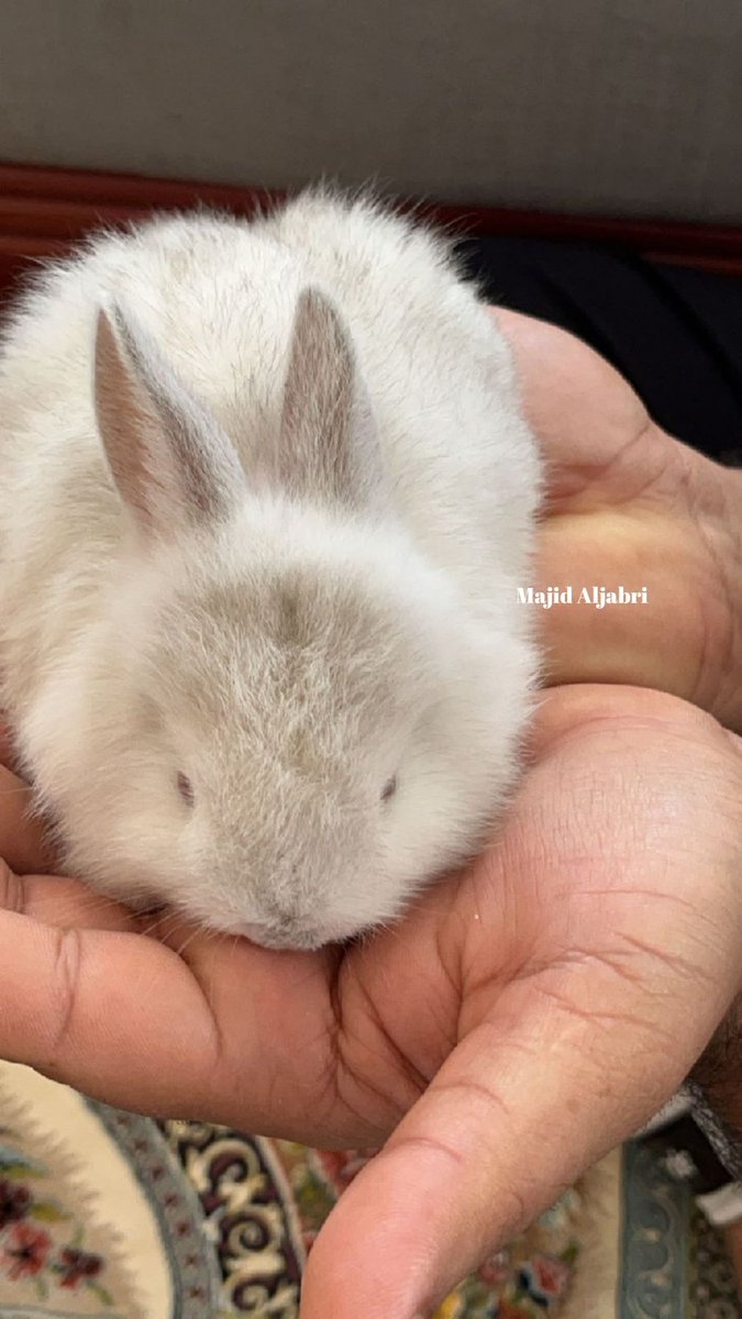 الأرنب هو حيوان ثديي مستأنس يربيه الناس من أجل لحومه وفرائه الناعم كما أنه يربى أحيانًا كحيوان أليف تتطلب تربية الأرانب عناية خاصة، ذلك أنها من الحيوانات شديدة الحساسية للأمراض والظروف البيئية المختلفة تنشط الأرانب فجرًا وعند غروب الشمس

#شبكة_الساحل_العماني