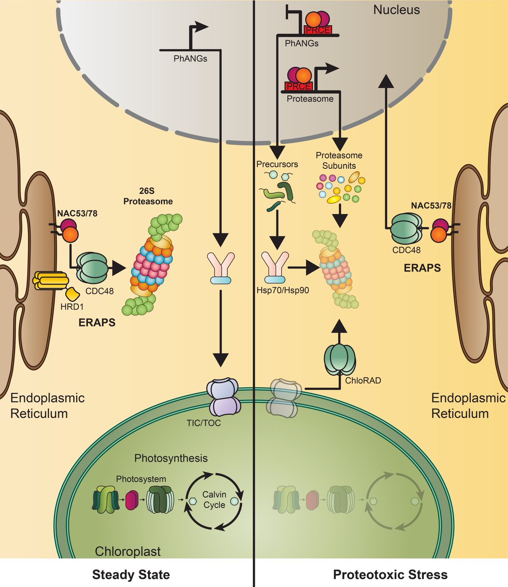 Thrilled to share the product of my PhD project!
'ER-anchored protein sorting controls the fate of two proteasome activators for intracellular organelle communication during proteotoxic stress'
biorxiv.org/content/10.110…

Let’s dive into this #proteostasis journey together!  🧵1/15