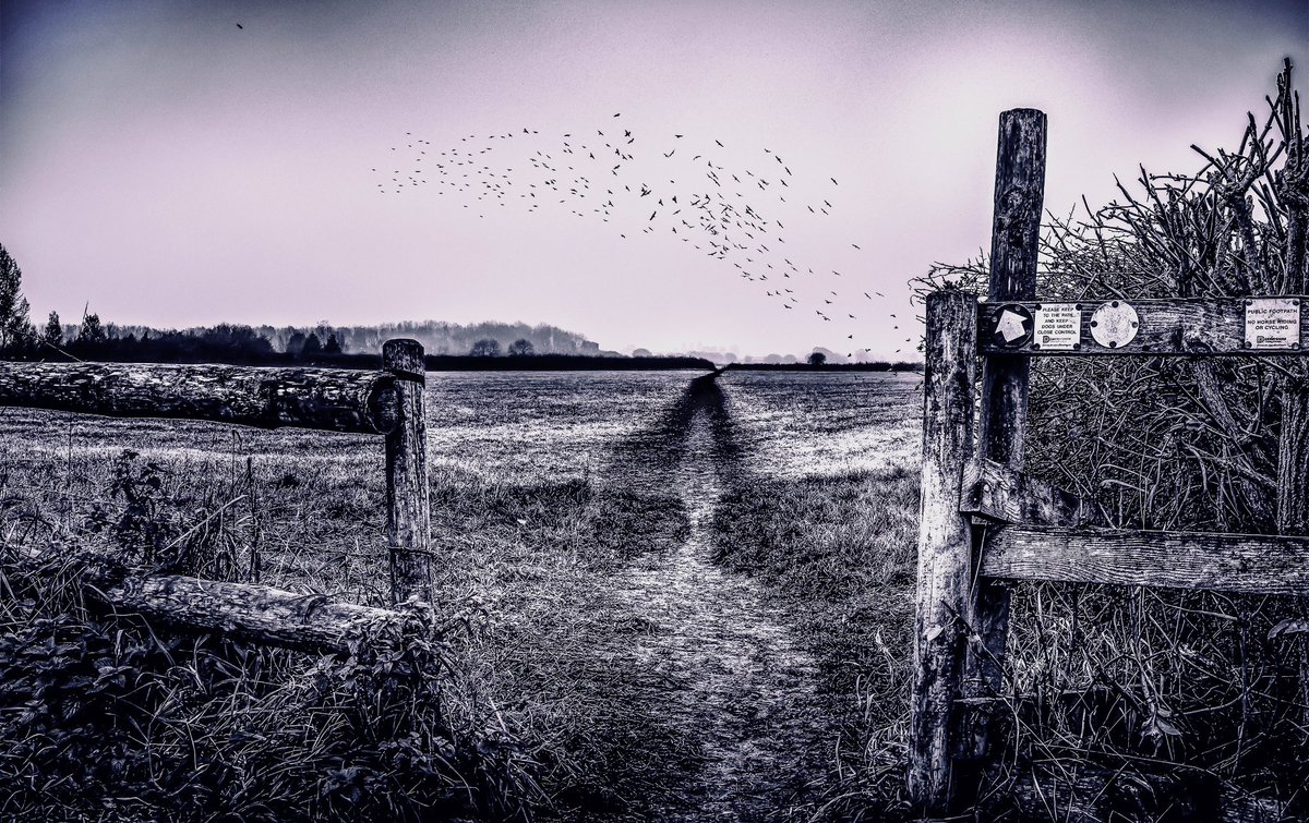 indacocreations's tweet image. Dark Path
#wintervibes #barebranches #birds #wintersky #field #footpath #rawphotography #iphonephotography #shotoniphone