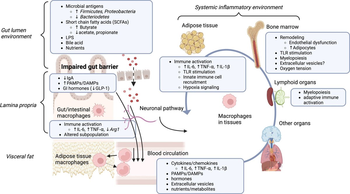 ImmunoMet's tweet image. Relationship between gut microenvironment and adipose tissue immunometabolism in obesity.
#obesity #immunometabolism #metabolism
rb.gy/eremy7