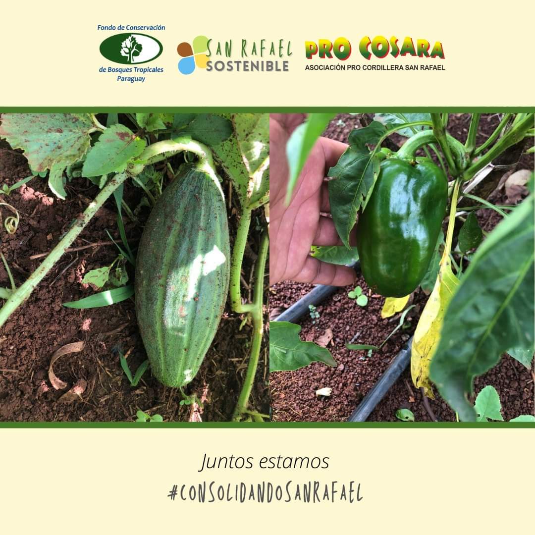 PRO COSARA tweet media