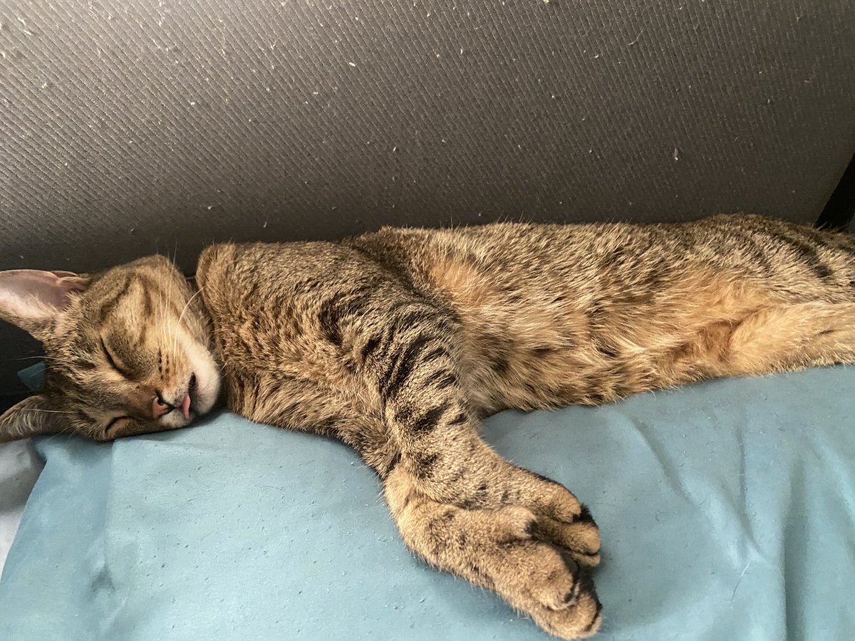 milothacat's tweet photo. took my moms spot 🫡 https://t.co/cg9x5chrEU