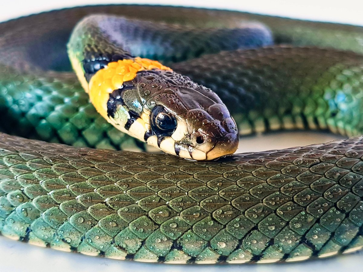 dicdocphoto's tweet photo. Обыкновенный уж
Snake (Lat. Natrix natrix)
photo: Dmitriy Grebnev, 2020
#обыкновенныйуж #уж #ужи #natrix #snake #змея #змеи #natrixnatrix #macro #macrophotography
#macrophotographyworld
#macro_world #dicdoc_macro
#DicDoc #dicdocphoto https://t.co/GJ9HZ0epvR