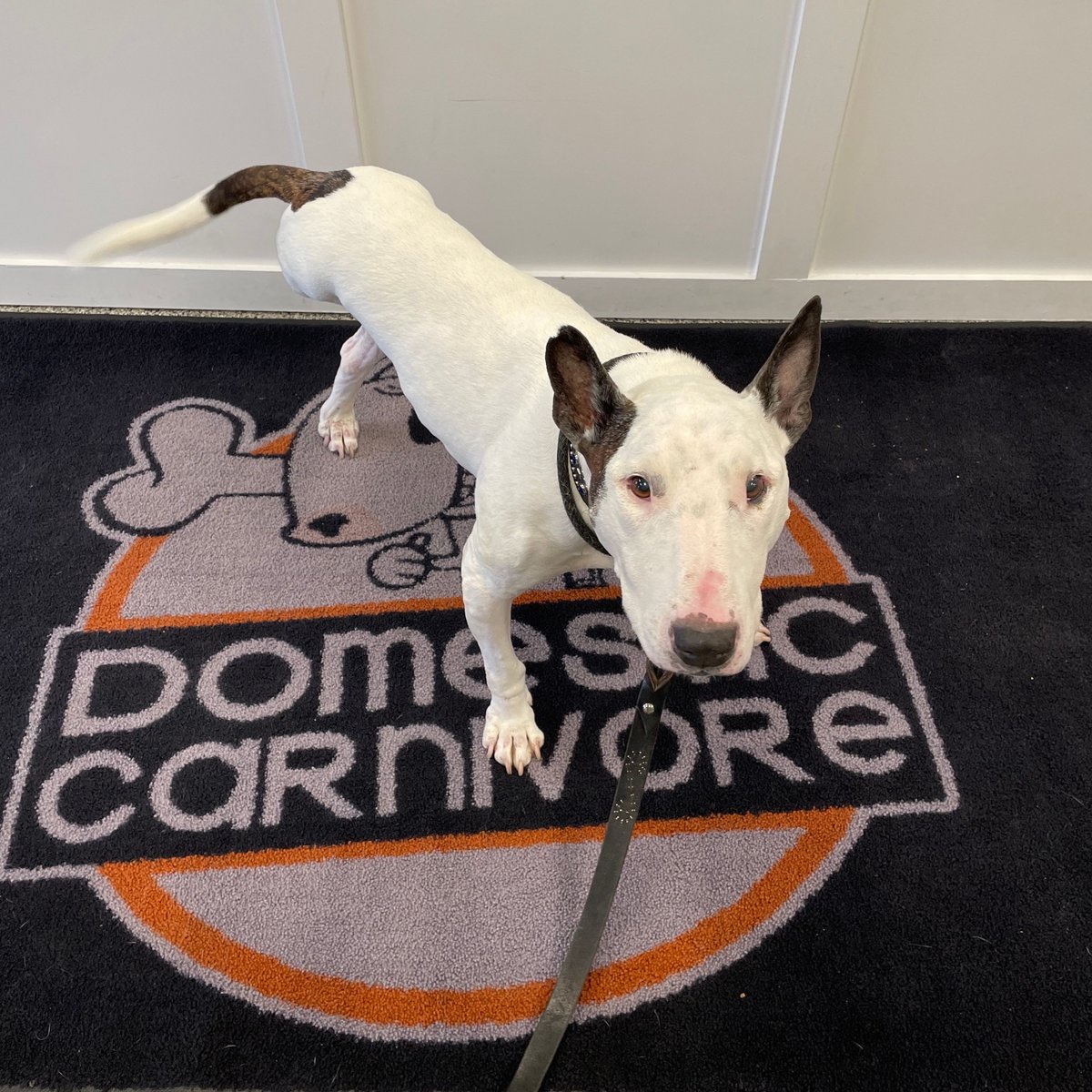 SnoopS the tripawd Bull Terrier, we love this guy! 

#dogsofinstagram #ironwillraw #tolldenfarms #naturawls #domesticcarnivore #rawfed #rawfeeding #hamont #ancaster #burlington #oakville #waterdown #shoplocal #dogsofhamilton #dogsofdomesticcarnivore #dogallergies #allergyrelief