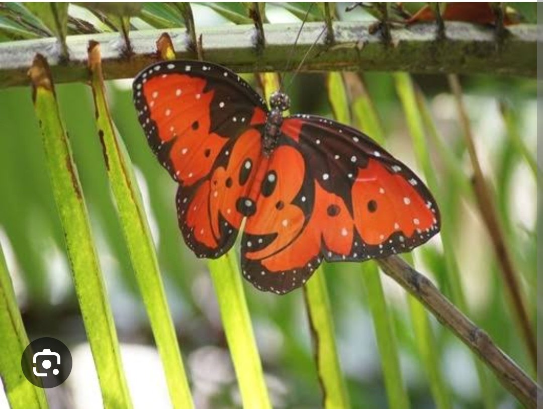 @TSunagimo17 この子外で見つけた時、似てる！ディズニーシーの蝶に似てる！ってなって思わず写真撮りました( ◜ᴗ◝)📸

昆虫っていっぱい種類あってすごいദ്ദി ˃ ᵕ ˂ )✨