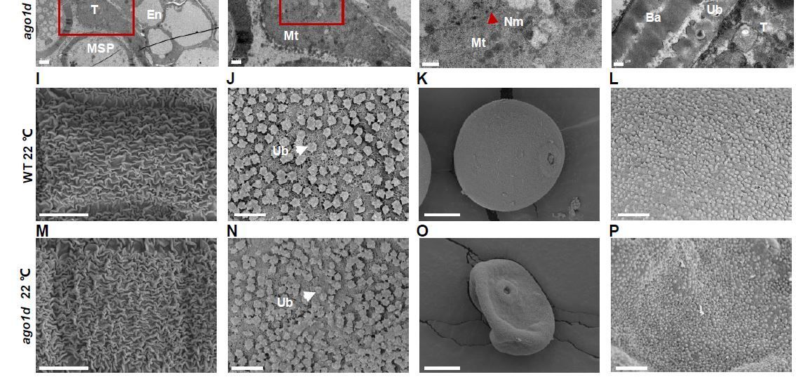 mRNA cleavage by 21-nucleotide phasiRNAs determines temperature-sensitive male sterility in rice (Chuanlin Shi, Wenli Zou, Yiwang Zhu, Jie Zhang, Chong Teng, Hua Wei, Huiying He, Wenchuang He, Xiangpei Liu, Bin Zhang, Hong Zhang, et. al.) buff.ly/3RfB7A1 @ASPB #PlantSci