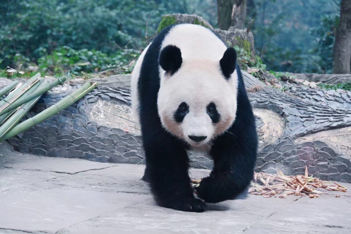 Xiang Xiang is getting more and more beautiful!Never seen Xiangxiang so professional eat ing show. Giant panda research and protection center Ya 'an Yucheng district Bifengxia. #xiangxiang #香香 #デビュー #シャンシャン