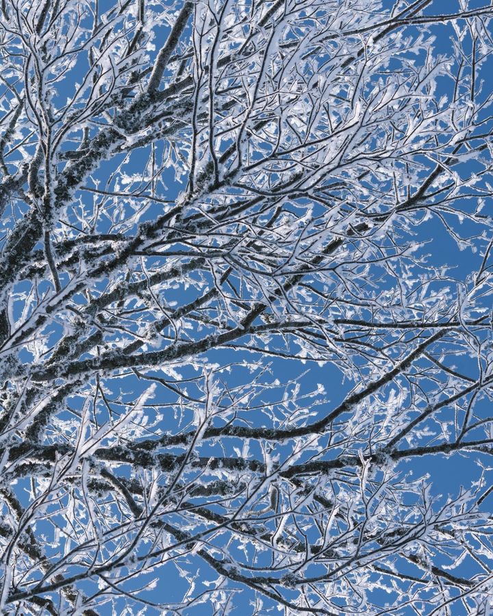 Woodland Trust🌳 on X: ❄️ Have you spotted #HoarFrost on your woodland  walks? 🎅 The word “hoar” comes from old English and refers to the  appearance of the #frost: the way the