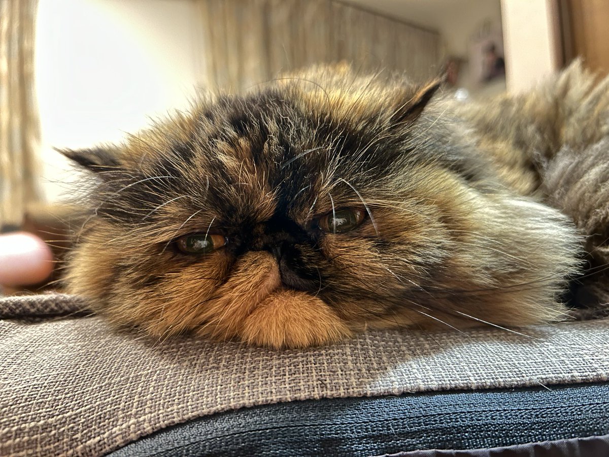 (‘  👁ω👁')ｽﾞｯﾄﾐﾃﾙﾖ(しゃくれ)
#猫