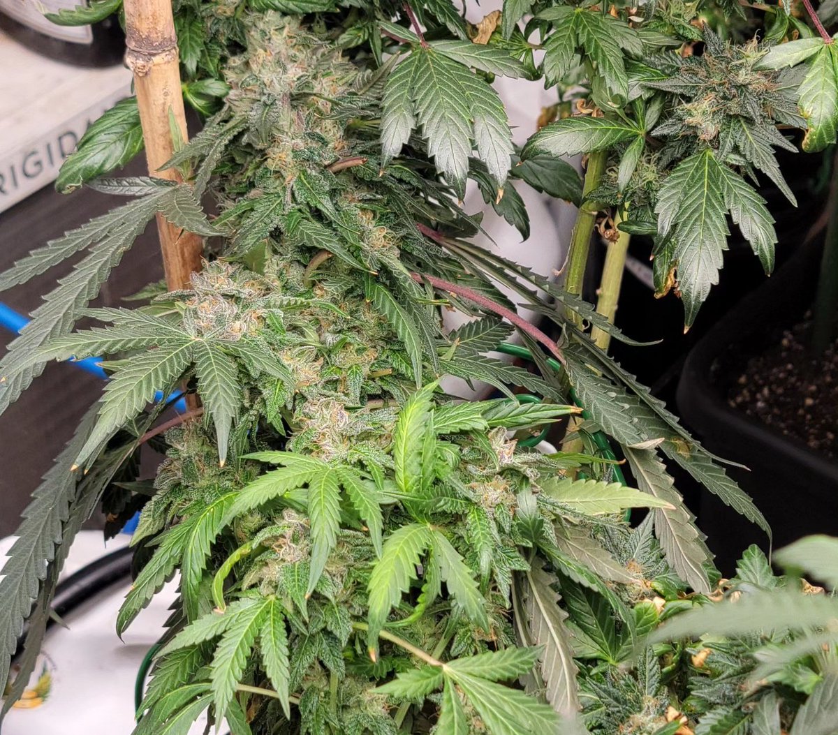 My Gelato runtz comming along 2 of 12 have been chopped 🔪 the rest probly another week I'm thinking 
#fce3000 
#Fc1000
#ts1000
#ANgrown 
#autopot 
#marshydro 

Grown in 
#autopot 
With
#advancednutrients 
Under a
#fc1000w
With
#promixhp