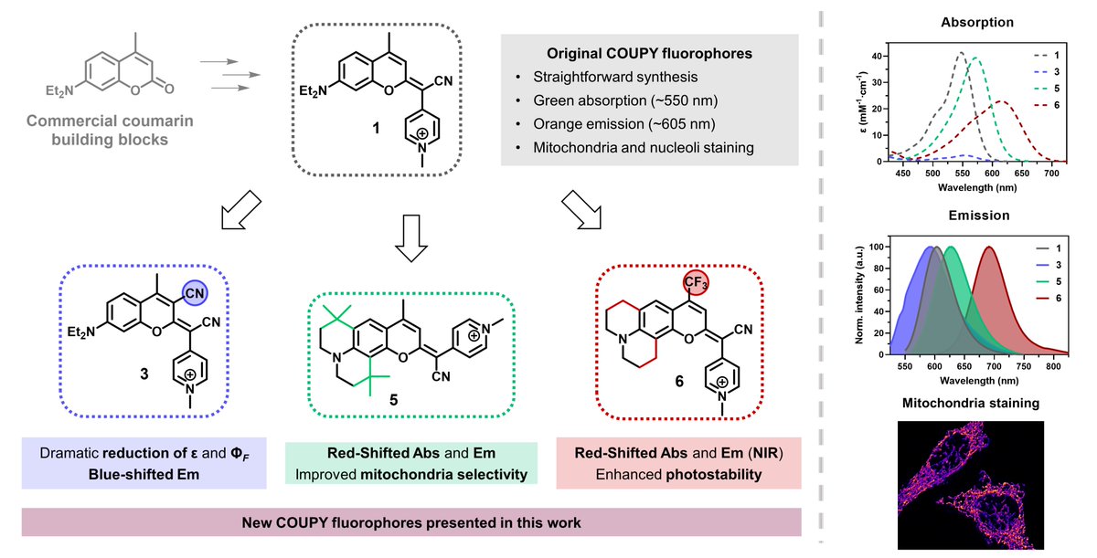 Eduardo Izquierdo García (@eizquiga) on Twitter photo Happy to share our latest study on structural-photophysical property relationships in mitochondria-targeted COUPY dyes that was just published in <a href="/IJMS_MDPI/">IJMS MDPI</a>.🧪💡🧫
doi.org/10.3390/ijms24…
<a href="/MarchanLab_UB/">MarchanLab</a>, <a href="/Organica_UB/">Secció de Química Orgànica-UB</a>, <a href="/QuimicaUB/">Facultat de Química UB</a>, <a href="/UniBarcelona/">Universitat de Barcelona</a>, <a href="/MDPIOpenAccess/">MDPI</a>. Happy to share our latest study on structural-photophysical property relationships in mitochondria-targeted COUPY dyes that was just published in <a href="/IJMS_MDPI/">IJMS MDPI</a>.🧪💡🧫
doi.org/10.3390/ijms24…
<a href="/MarchanLab_UB/">MarchanLab</a>, <a href="/Organica_UB/">Secció de Química Orgànica-UB</a>, <a href="/QuimicaUB/">Facultat de Química UB</a>, <a href="/UniBarcelona/">Universitat de Barcelona</a>, <a href="/MDPIOpenAccess/">MDPI</a>.