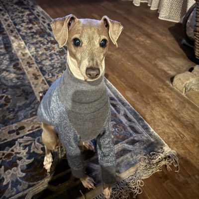 TwoItalianGrey's tweet image. #新しいプロフィール画像