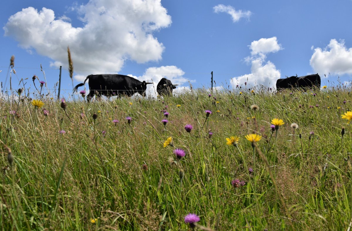 It is time for a new look at grasslands🌾 We are calling on govs to help farmers protect & restore species-rich #grasslands for the benefit of people & nature 🌎🌱 Our new report, ‘Farming Income for Semi-Natural Grasslands' dives into the risks, rewards & potential. 1/2👇