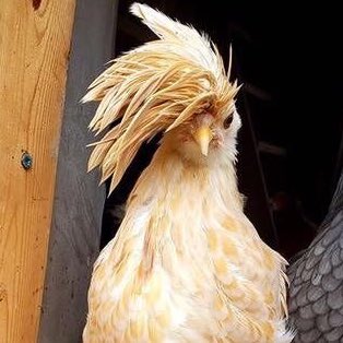 ไก่ที่หล่อขนาดนี้