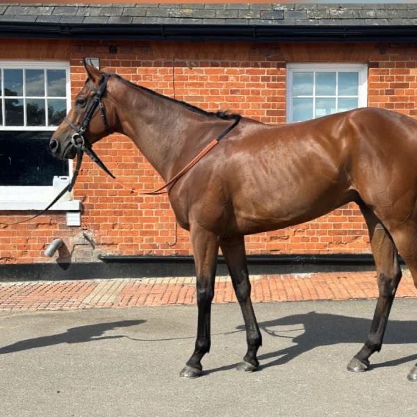 🏇🏻Runner 13/12/2023🏇🏻 Horse: Sarkha Trainer: @phil_makin_ Jockey: Shane Gray Time: 13:30 at @LingfieldPark Good luck to connections. #ownaracehorse #racehorseownership #racehorseowners