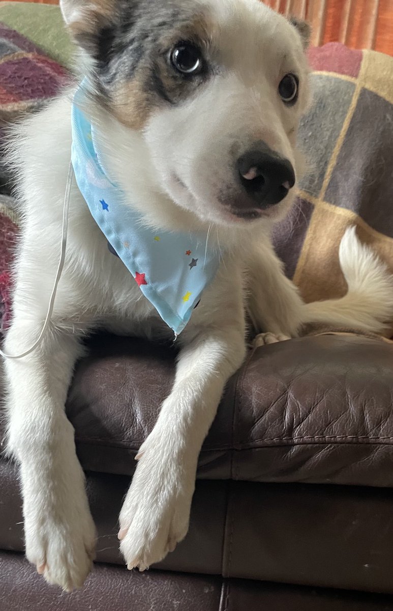 Hello everyone, Casper here.  It’s my first birthday 🎂 today.  I’m a bit if a wriggly boy so this is the best picture mum could get of me in my birthday bandana! 🤭 #birthdayboy #casperthecollie #firstbirthday #allgrownup