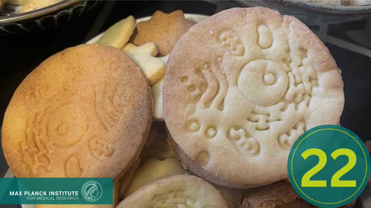 Max Planck Institute for Medical Research (@mpi_mr_hd) on Twitter photo Check out these absolutely scientific Christmas cookies!😍🍪 They strike the perfect balance between hitting the books and indulging in a tasty snack. 😏Big shoutout to the masterminds behind these delights! <a href="/scientific_ana/">Ana Yagüe Relimpio</a> <a href="/AKGelmroth/">Ann-Kathrin Gelmroth</a> <a href="/andy_fink/">Andy</a> and Michelle Kemper! Check out these absolutely scientific Christmas cookies!😍🍪 They strike the perfect balance between hitting the books and indulging in a tasty snack. 😏Big shoutout to the masterminds behind these delights! <a href="/scientific_ana/">Ana Yagüe Relimpio</a> <a href="/AKGelmroth/">Ann-Kathrin Gelmroth</a> <a href="/andy_fink/">Andy</a> and Michelle Kemper!