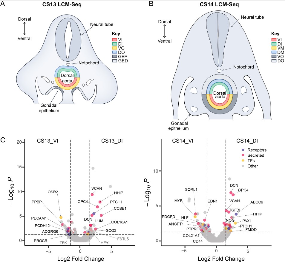 Development (@dev_journal) on Twitter photo An interactive resource of molecular signalling in the developing human haematopoietic stem cell niche
Read this Human Development Article by Edie Crosse <a href="/edie_crosse/">Edie</a>, Alexander Medvinsky <a href="/EdinUni_CRM/">Centre for Regenerative Medicine</a> and colleagues:
journals.biologists.com/dev/article/15… An interactive resource of molecular signalling in the developing human haematopoietic stem cell niche
Read this Human Development Article by Edie Crosse <a href="/edie_crosse/">Edie</a>, Alexander Medvinsky <a href="/EdinUni_CRM/">Centre for Regenerative Medicine</a> and colleagues:
journals.biologists.com/dev/article/15…