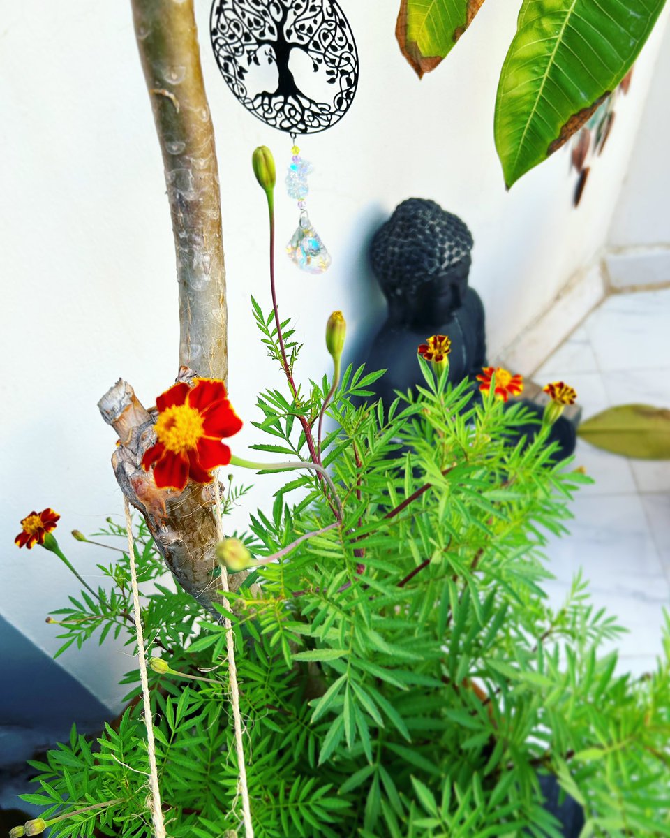 Brought back marigold seeds from my mom’s garden in SA, planted them here in Muscat and now they’ve started to flower! 🥰🥰 like having a part of her with us in the desert… 🌸

#flower #marigold #marigoldflower #muscat #oman #sedgefield #southafrica #expatlife #homeiswheremomis