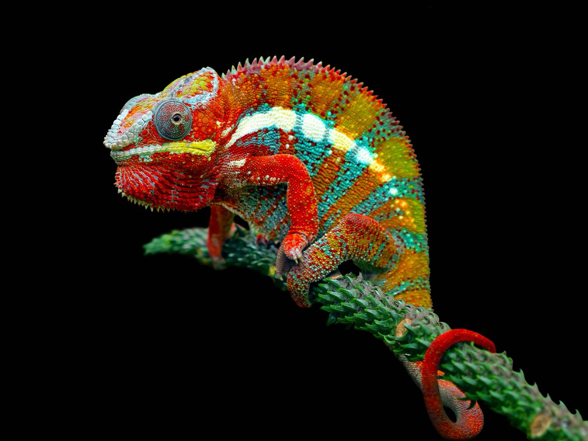 Here at Gallery Oldham we are big believers in showcasing the natural world using art, and our new exhibition is a fine example! 

Using spectacular images and displays, Wild Colour is a celebration of the many hues of nature 🌈 

<a href="/OldhamCouncil/">Oldham Council</a> <a href="/BlueTokay/">Blue Tokay</a>