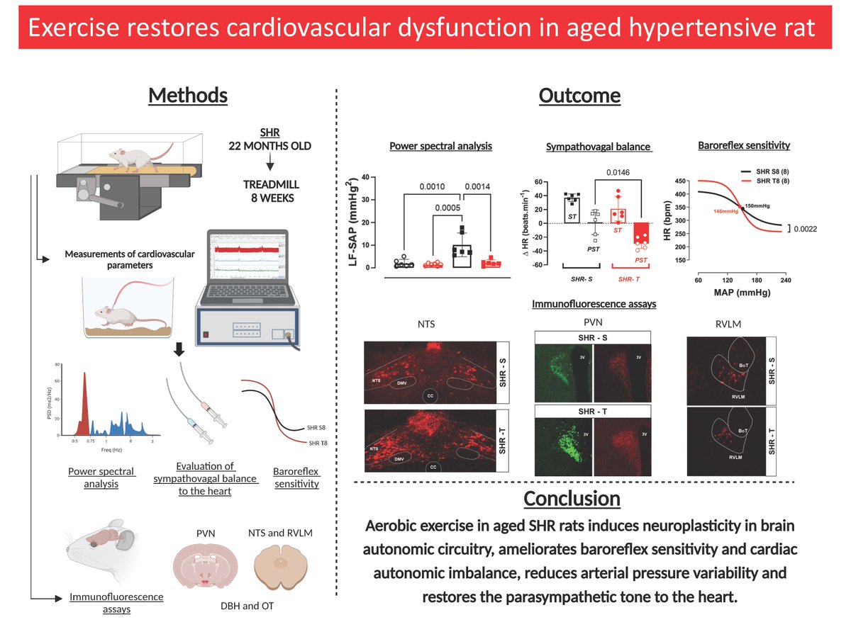 japplphysiol's tweet photo. #ArticlesInPress, Exercise-induced neuroplasticity in autonomic nuclei restores the cardiac vagal tone and baroreflex dysfunction in aged hypertensive rats

Lais Oliveira Dellacqua, et al. 
➡️https://t.co/GP0aFhvknc
#JAPPL @Antunesvr2023 #Aging #Hypertension #ExcerciseTraining https://t.co/k10GdwGMAy