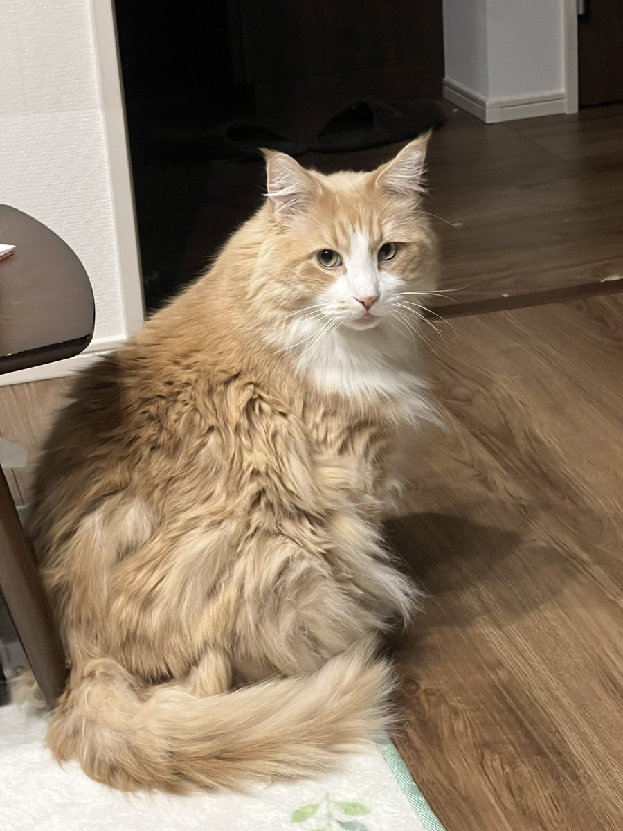 #１日１ネコちゃん

63日目
見返り美猫