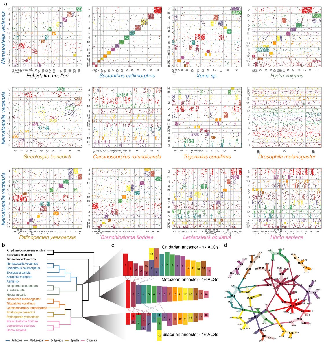 One decade after starting this journey, our collaborative paper with @Gibson_lab is finally out: rdcu.be/dtupS. It reports chromosome assemblies of the related sea anemones @Nematostella and Scolanthus callimorphus. Will be an important resource for the community.