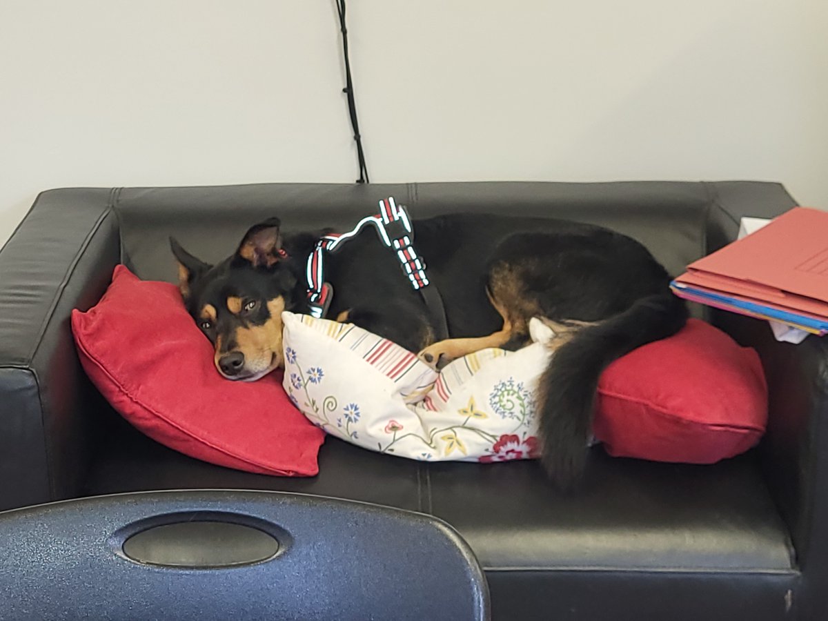 After a full morning of play, chat & cwtches, Taliesin the School Dog is broken. He couldn't even be bothered to tell Ms Smith off for not organising the cushions. He can hear the littlies out playing & he doesn't even want to join them 😯😃😃 #SchoolDog #WellbeingMatters