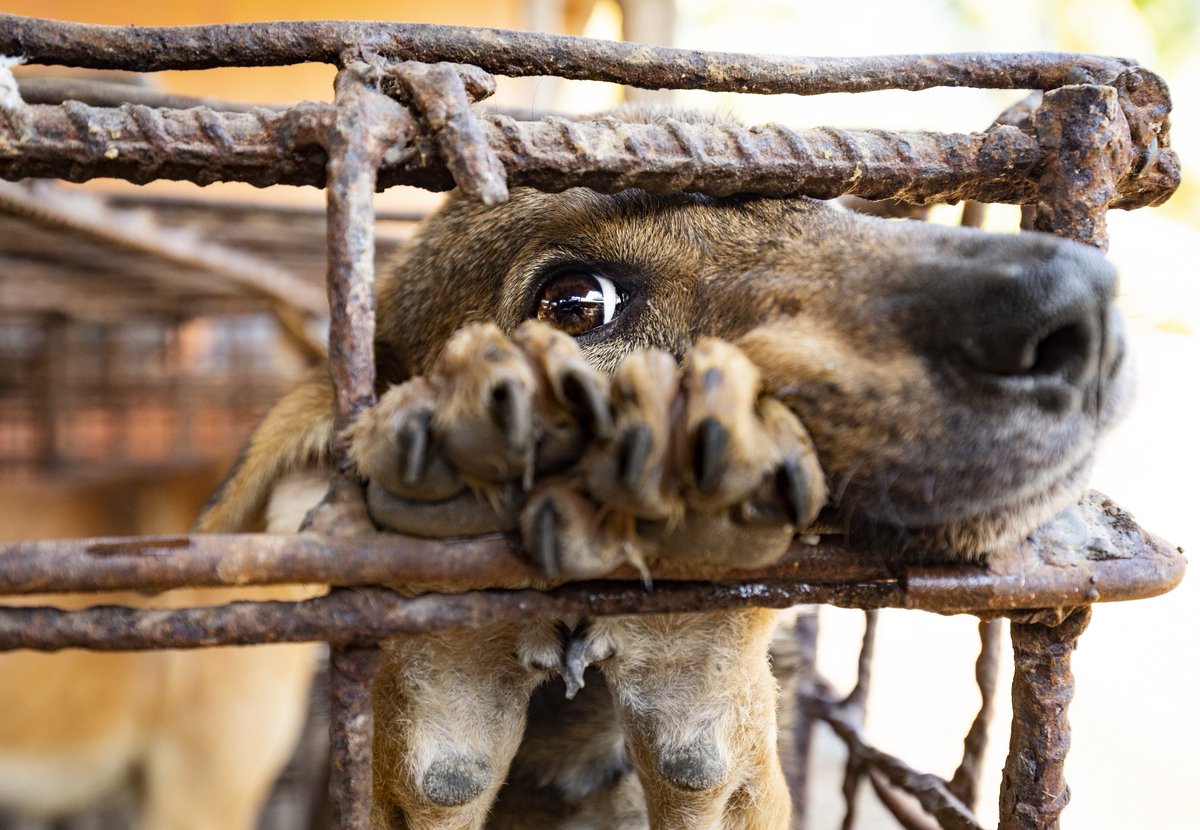 No home. No love. No chance. STOP THE DOG & CAT MEAT TRADES!