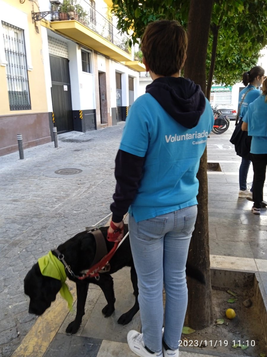 🦮 Acompañamos a la Asociación Perros Guía Andalucía a una visita guiada por Sevilla.

🫶 14 #Voluntarios tuvieron la posibilidad de acompañar a 40 usuarios afiliados a la @ONCE_oficial a pasear por las calles de Sevilla junto a sus perros guía.

#ONCE  #CABKAcciónSocial
