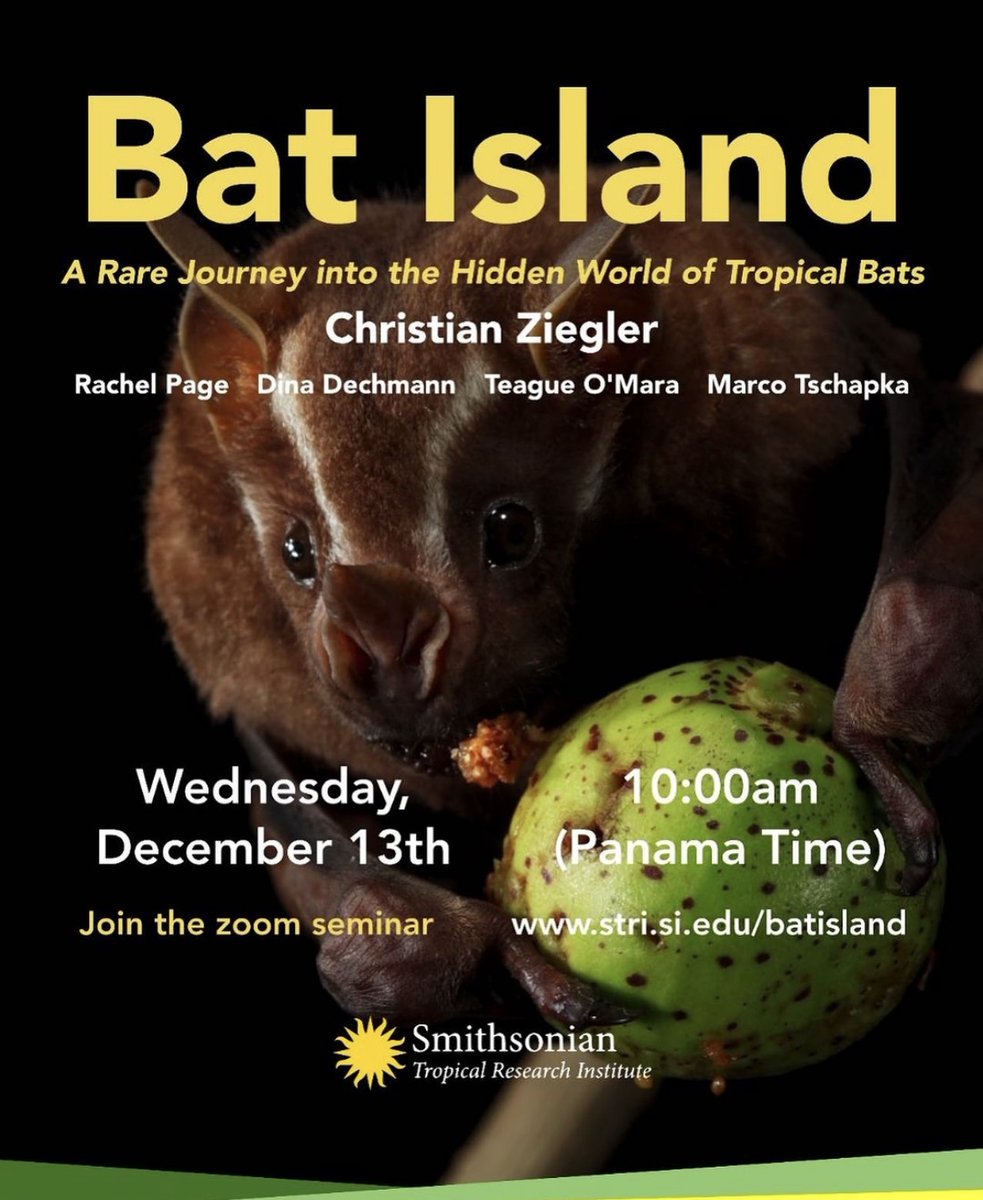 RalSimon's tweet image. Don&apos;t miss the zoom seminar this afternoon 4pm CET:
Bat Island: A Rare Journey into the Hidden World of Tropical Bats @zieglerphoto1 @stri_panama @DinaDechmann @teague_o  🦇🏝️

stri.si.edu/event/bat-isla…