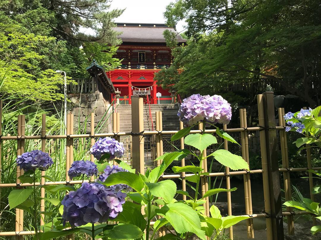 raditfuma's tweet photo. 六所神社
#japan_gallery#pics_jp #visitjapanjp #写真好きな人と繋がりたい
#ファインダー越しの私の世界
#follow
#photooftheday
#gocentraljapan
#instagramjapan
#instagood#flower #紫陽花#あじさい#hydrangea #bnk48 #愛知県#岡崎#六所神社#徳川家康#japan#aichi#okazaki #beautiful https://t.co/N7XSqrsD46