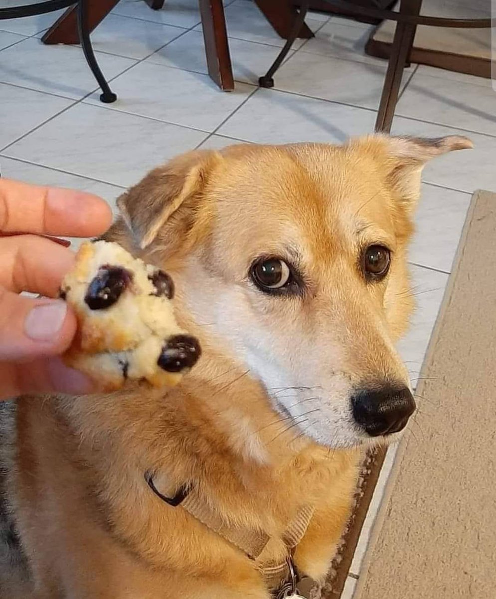 💖 (@twaniimals) on Twitter photo 