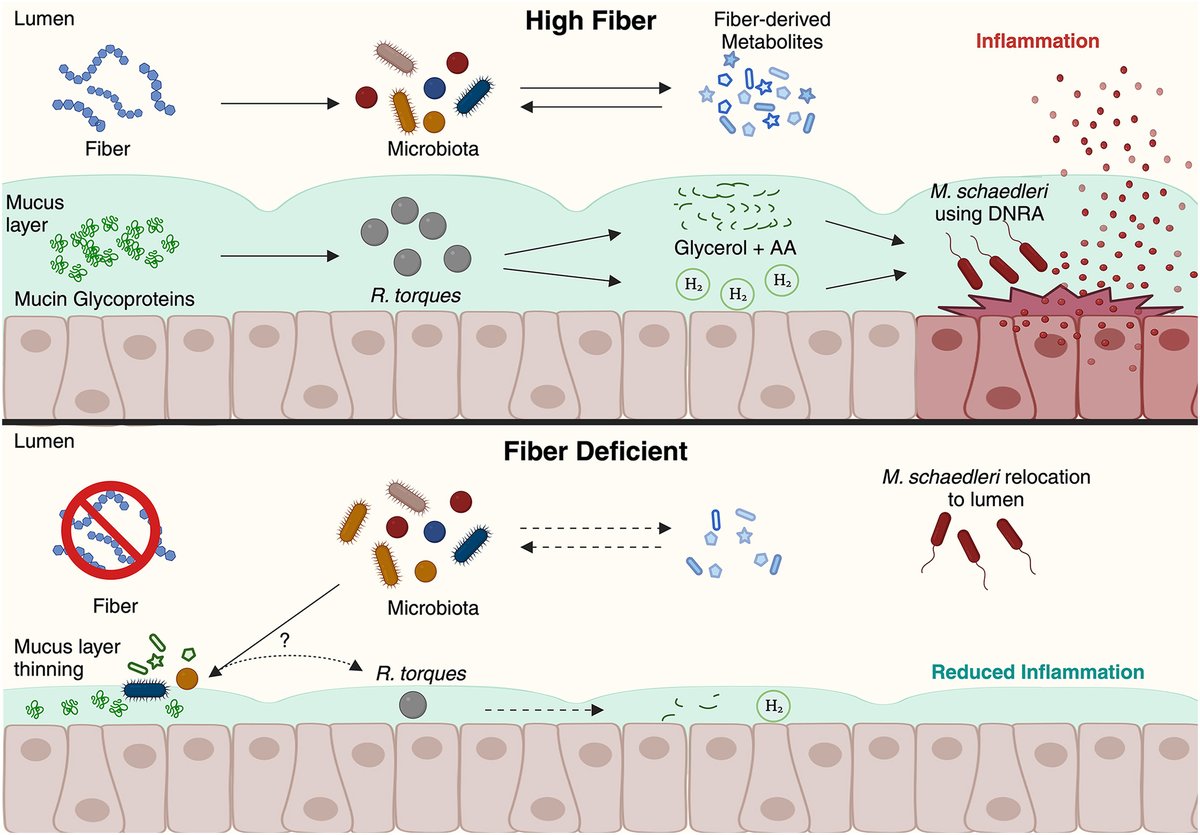 Fiber-deficient diets reprogram the #microbiota. Fitzgerald & Sorbara @uofg discuss findings that fiber-deficient diet thins mucus layer & alters microbial cross-feeding, causing pro-inflammatory Mucispirillum to move from epithelium to ameliorate #colitis cell.com/cell-host-micr…