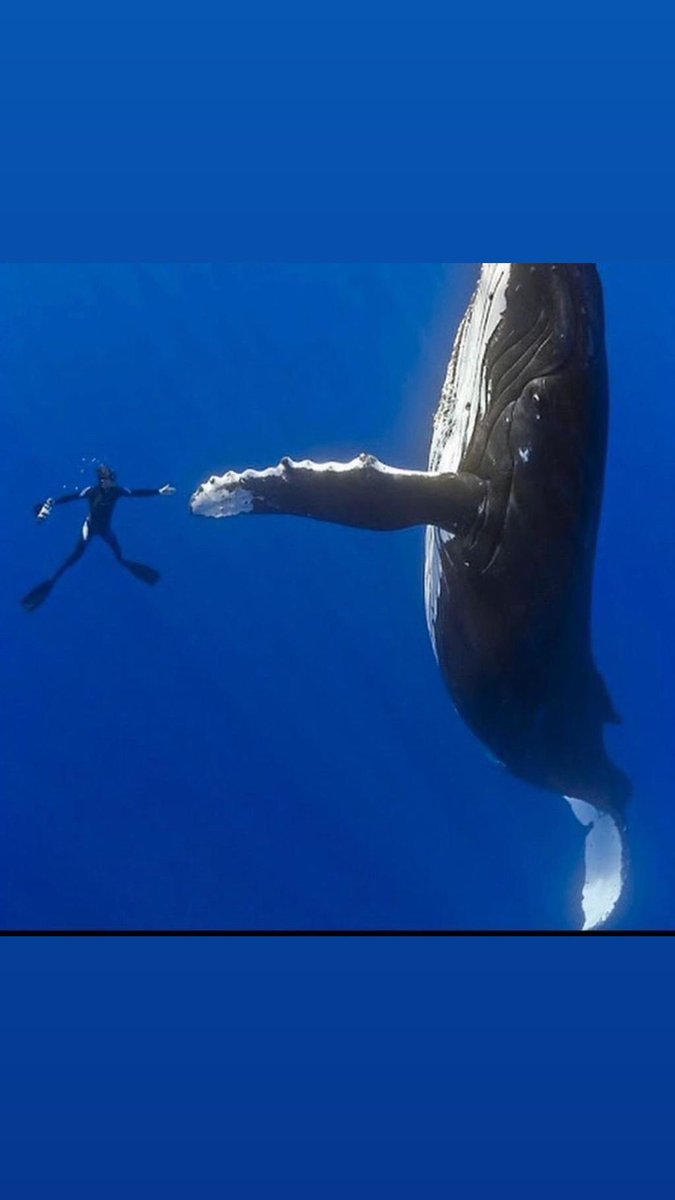 I love what I do 
#ScubaDiving 
   #CaptainWilson