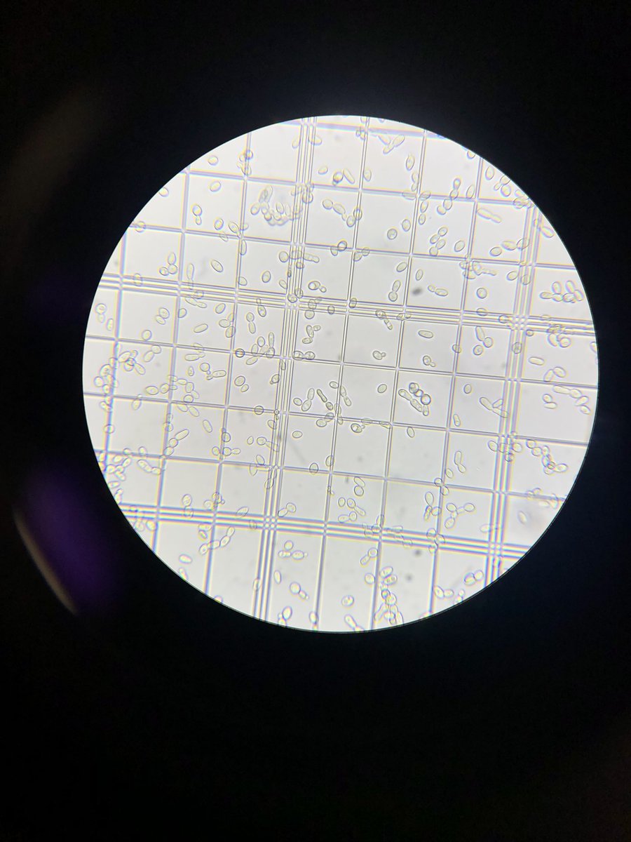 Mrs Paisley (O’Hara) (@ohara_biology) on Twitter photo Great CLPL at <a href="/SSERCBiology/">SSERC Biology</a> today for Investigations for Adv. Higher Biology 🧪 🧫 🧬 Led by Dr <a href="/AnnieMcrobbie/">Dr McRobbie</a> and it was lovely to see as we did our teacher training together! Lots to take back to <a href="/StAndrewscience/">St Andrews Science Dept</a> Team Biology! 👩🏻🔬 ✔️ Great CLPL at <a href="/SSERCBiology/">SSERC Biology</a> today for Investigations for Adv. Higher Biology 🧪 🧫 🧬 Led by Dr <a href="/AnnieMcrobbie/">Dr McRobbie</a> and it was lovely to see as we did our teacher training together! Lots to take back to <a href="/StAndrewscience/">St Andrews Science Dept</a> Team Biology! 👩🏻🔬 ✔️