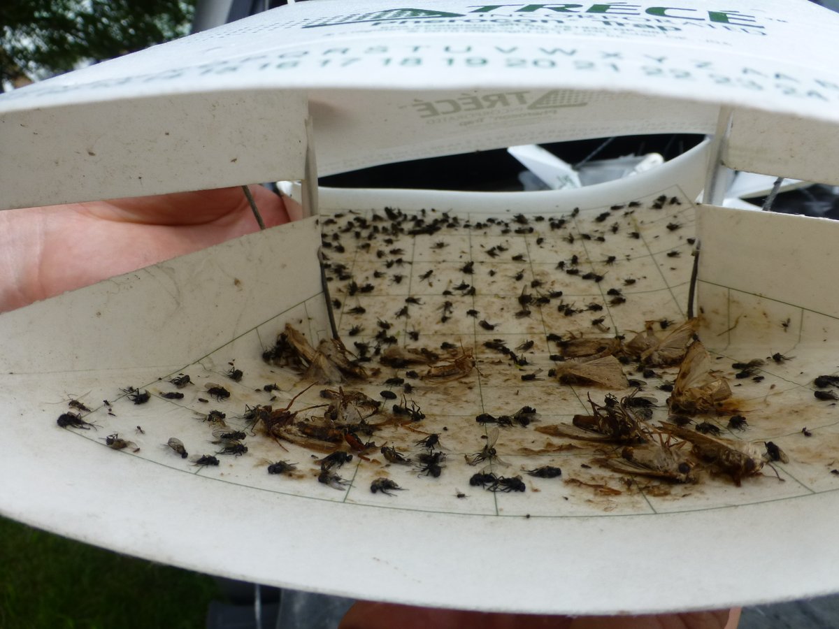 On the second day of IPM
My crop scout sent to me
Two sticky traps, &
A pest-resistant variety

Check out corn.ipmpipe.org/insects/ for insect pest maps!

@ashleyn_dean @BobWrightUNL @MandyBish1 @ILPestSurvey @PetersonInsects @justinmcmechan @erinwhodgson #agtwitter @ISU_IPM