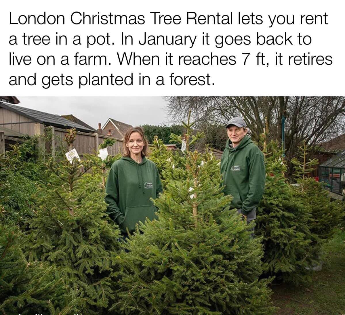 Join the eco-friendly holiday trend! London Christmas Tree Rental lets you rent a tree in a pot. It's a gift to nature that keeps on growing. 🌲💚 #SustainableSeason #ChristmasTreeRental #FeedTheSoilHarvestTheFuture #DemeterEarth