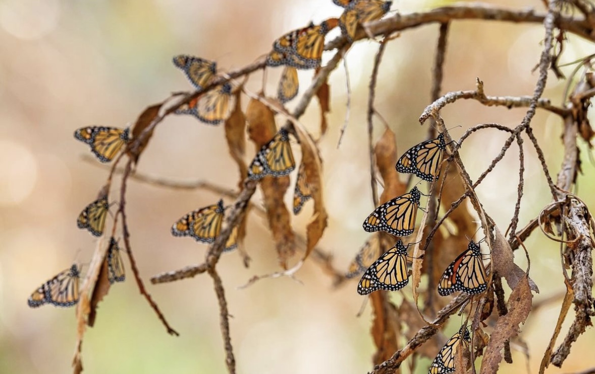 Witnessing the magic of the monarch migration at Ellwood Butterfly Grove 😍 📸 by : @jeffliang.photography  #GoGoleta #GoletaStyle #GoletaCA #GoletaTheGoodland #Goodland #GoInStyle #Goleta #Adventure #VisitCalifornia #VisitCA #ButterflyGrove #Butterfly